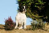 BOULEDOGUE FRANCAIS 1151